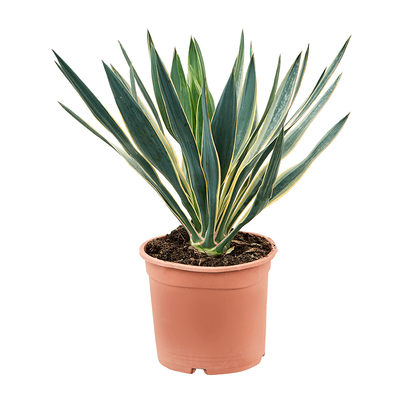 yucca gloriosa variegata 55 cm - pot diamètre 24 cm
