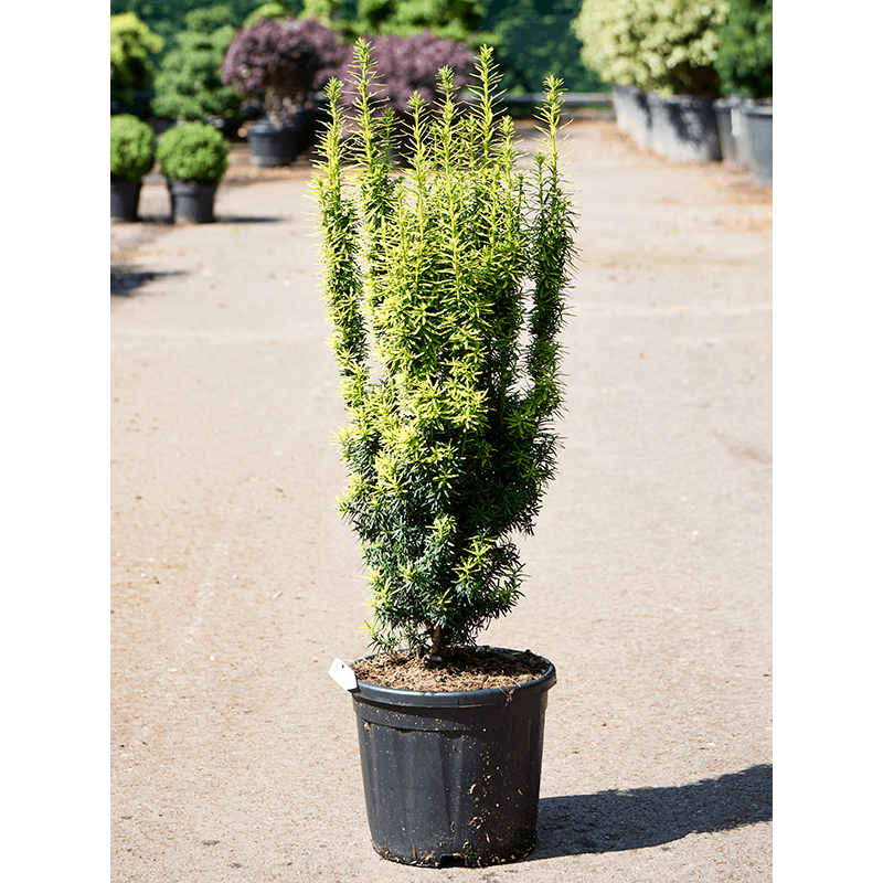 taxus fastigiata - if doré fastigié 80 cm