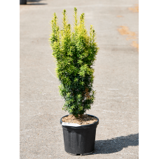 taxus fastigiata aurea - if doré 70 cm