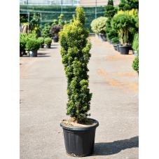 if doré 125cm - taxus fastigiata aurea David