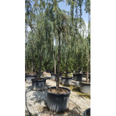 cèdre pleureur grande taille 400/425 cm - pot de 375 litres