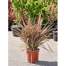 lin de Nouvelle Zélande - phormium Apricot Queen 100 cm - pot diamètre 35 cm