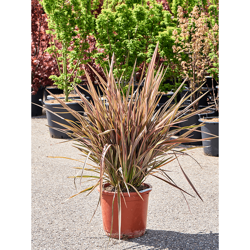 lin de Nouvelle Zélande - phormium Apricot Queen 100 cm - pot diamètre 35 cm