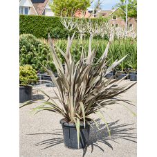 phormium - lin de Nouvelle Zélande Pink stripe 135 cm - pot diamètre 40 cm