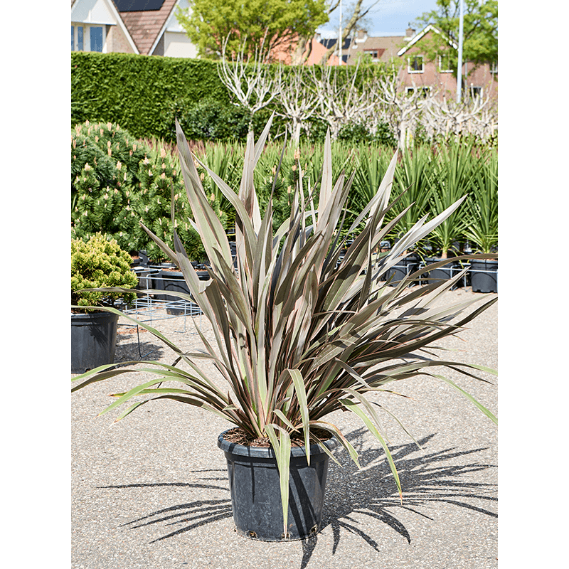 phormium - lin de Nouvelle Zélande Pink stripe 135 cm - pot diamètre 40 cm