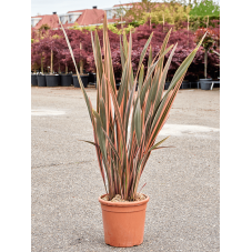 phormium rainbow queen - lin de Nouvelle Zélande 110 cm - pot diamètre 30 cm