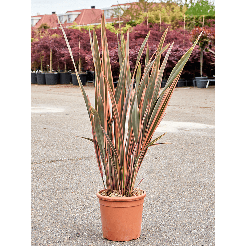 phormium rainbow queen - lin de Nouvelle Zélande 110 cm - pot diamètre 30 cm