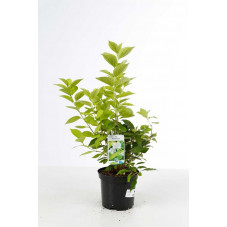 seringat doré - philadelphus aureus en pot de 3 litres