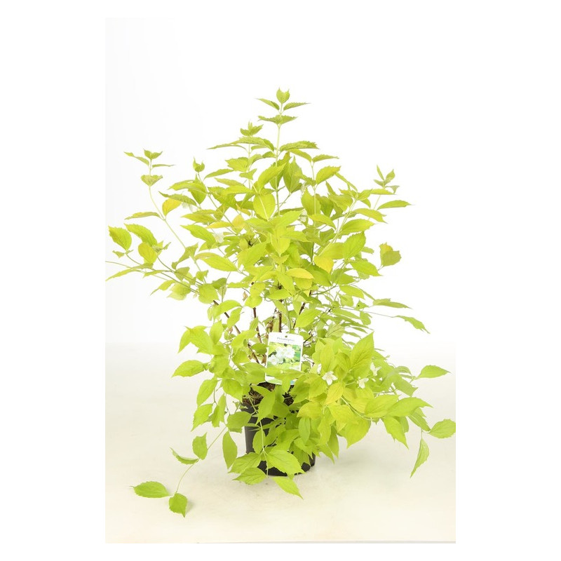 seringat à feuilles dorées en pot de 3 litres - philadelphus seringat à feuilles dorées en pot de 3 litres - philadelphus