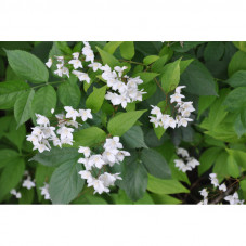 fleurs odorantes du seringat