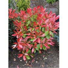 feuilles du photinia au printemps