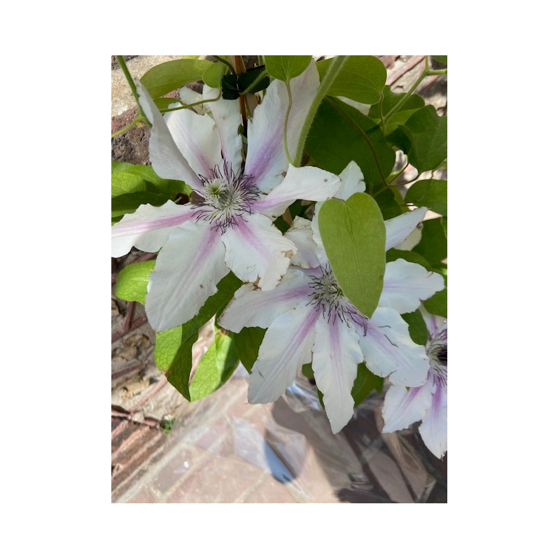 clematite jan pawel II clematite jan pawel II