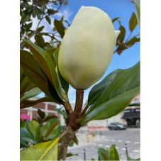 fleur en gros bouton du magnolia grandiflora