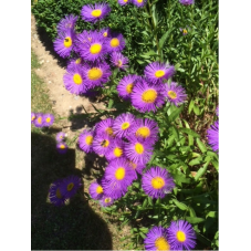 aster des alpes Dunkle Schöne