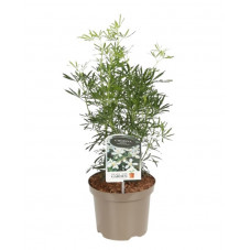 oranger du Mexique - choisya white Dazzler 30/40 cm pot de 3 litres