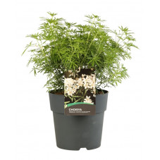 oranger du Maxique - choisya white Dazzler 50/70 cm - pot de 10 litres