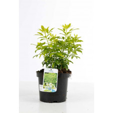 oranger du Mexique Sundance 20/25 cm - pot de 2 litres