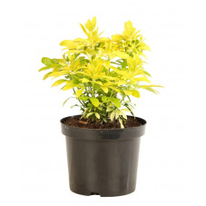 choisya ternata sundance - Oranger du Mexique 25/30 cm - pot de 3 litres