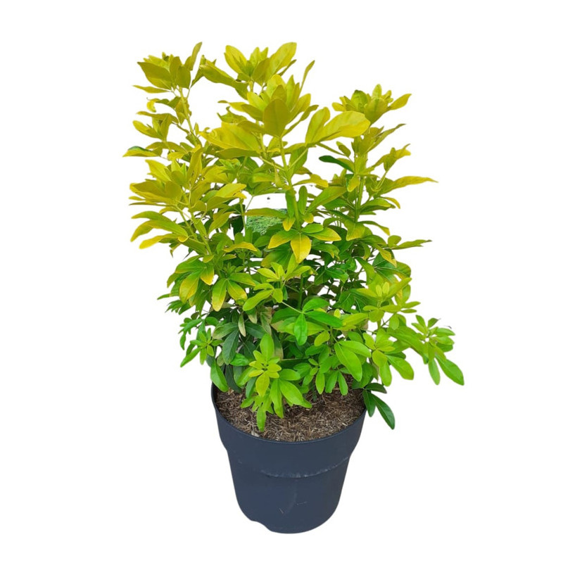 oranger du Mexique Sundance - choisya ternata en 60/70 cm - pot de 10 litres