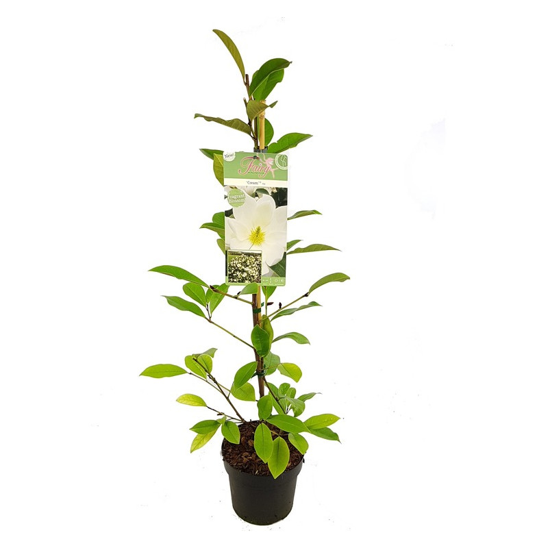 michelia magnolia fairy cream 70/80 cm pot de 13 cm michelia magnolia fairy cream 70/80 cm pot de 13 cm