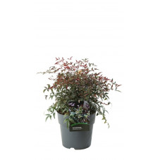 bambou sacré Flirt - nandina domestica