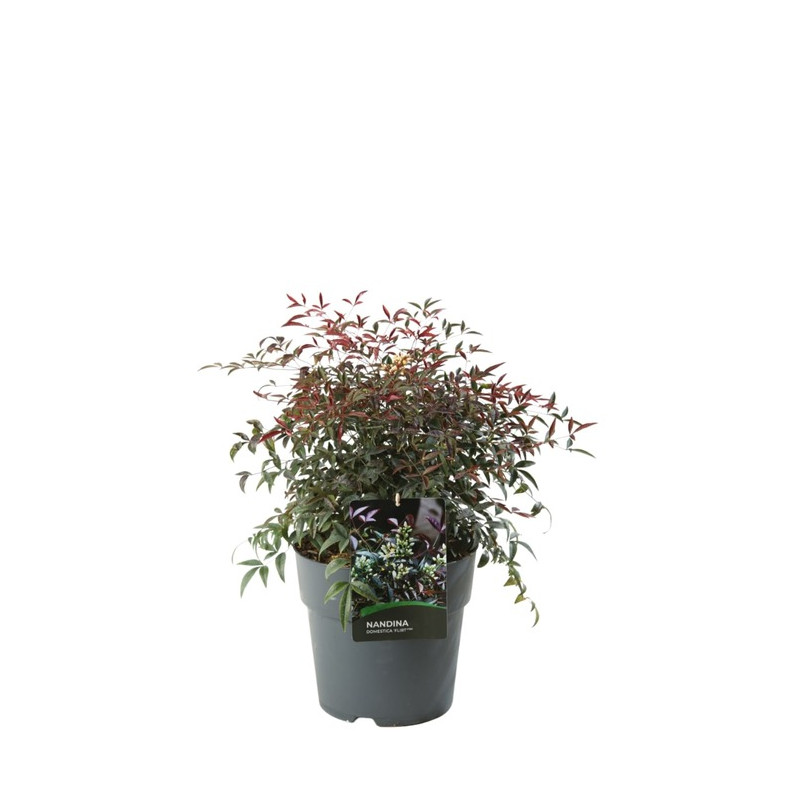 bambou sacré Flirt - nandina domestica bambou sacré Flirt - nandina domestica