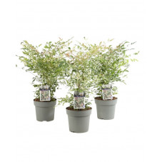 bambou sacré Red Light - nandina domestica - 50 cm - pot de 4 litres