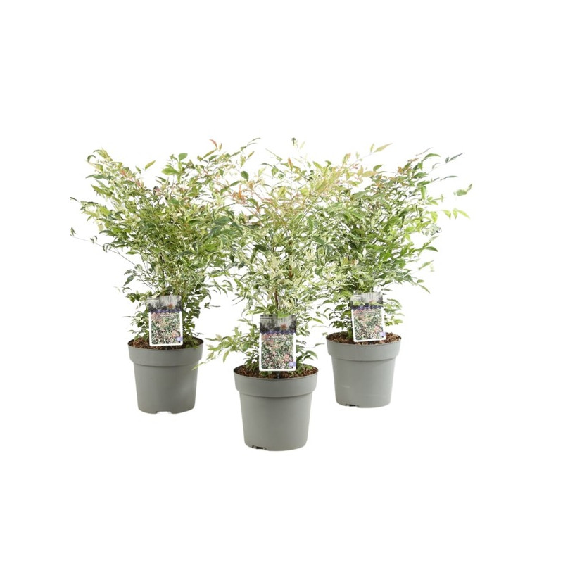 bambou sacré Red Light - nandina domestica - 50 cm - pot de 4 litres