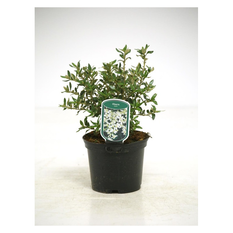 olearia haastii à fleurs blanches 30/40 cm - pot de 3 litres olearia haastii à fleurs blanches 30/40 cm - pot de 3 litres