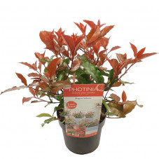 photinia magical vulcano 30/40 cm pot de 3 litres