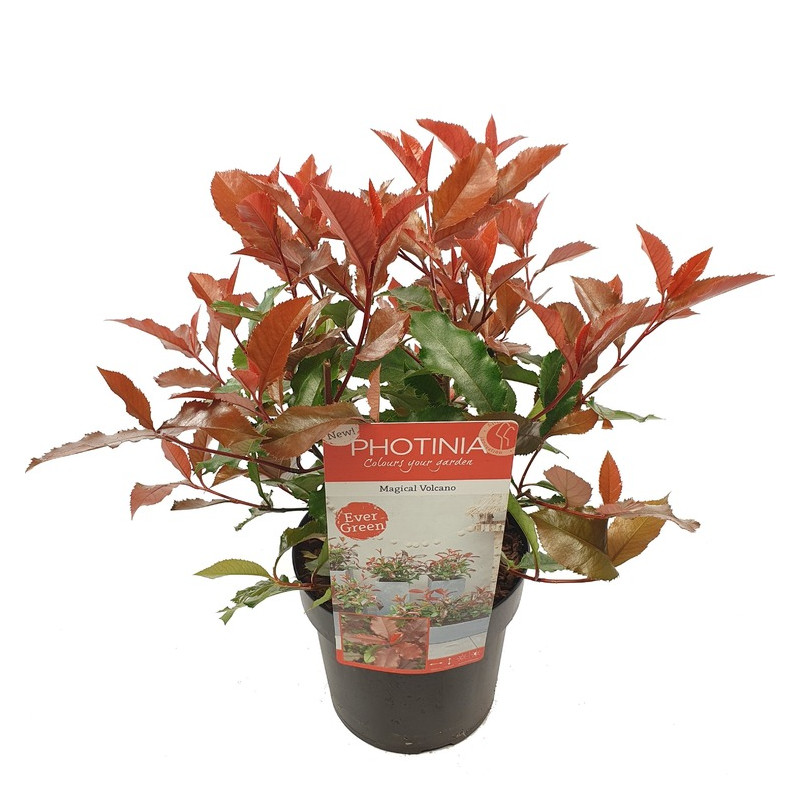 photinia magical vulcano 30/40 cm pot de 3 litres