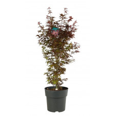 érable du Japon skeeter's Broom 80/100 cm - pot de 12 litres