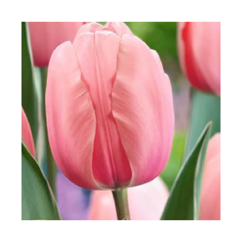 tulipe rose saumon impression rose tulipe rose saumon impression rose