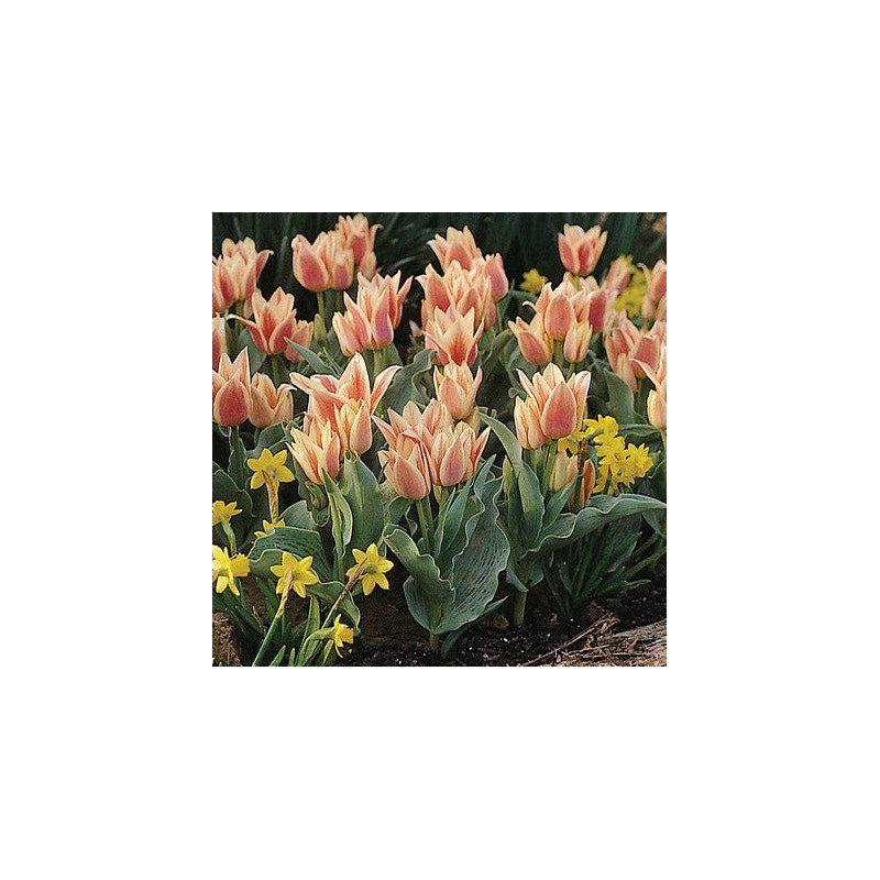 tulipe naine botanique Quebec tulipe naine botanique Quebec
