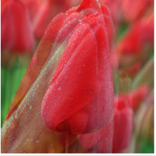 tulipe Darwin Parade rouge 55 cm