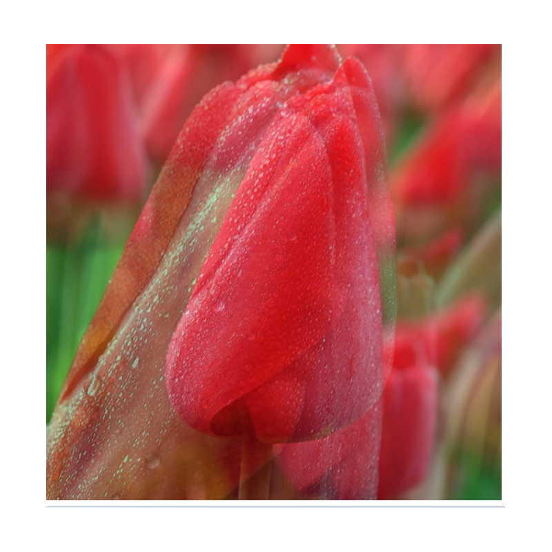 tulipe Darwin Parade rouge 55 cm
