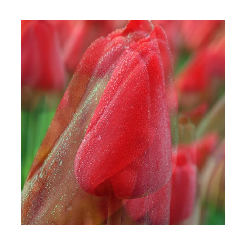 tulipe Darwin Parade rouge 55 cm tulipe Darwin Parade rouge 55 cm