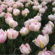 tulipe rose blanc double Finola - tardive