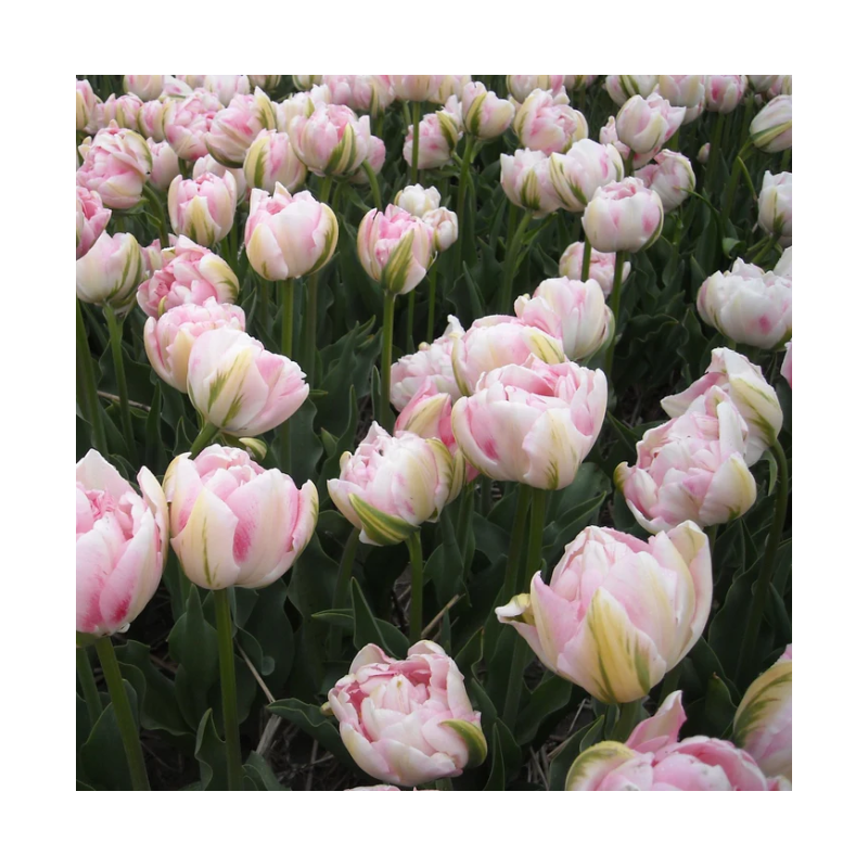 tulipe rose blanc double Finola - tardive