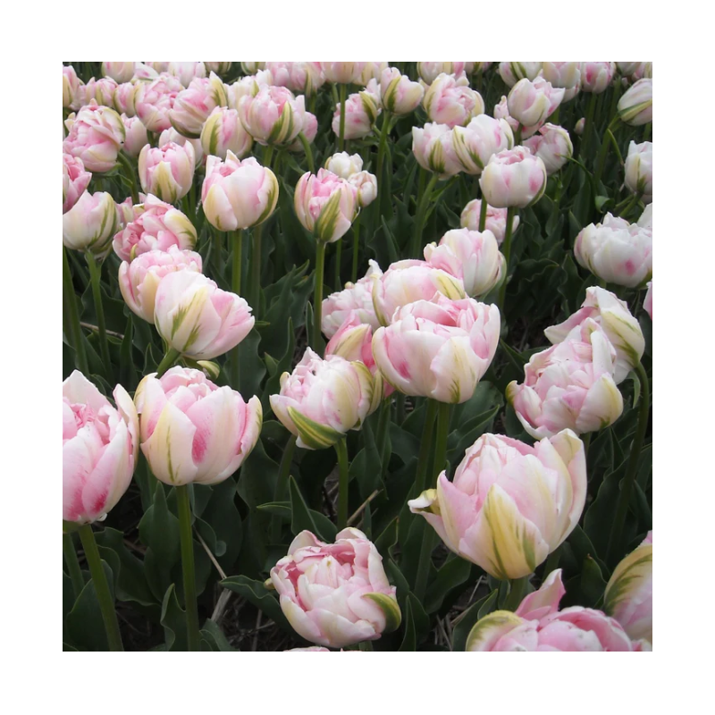 tulipe rose blanc double Finola - tardive tulipe rose blanc double Finola - tardive