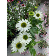 rudbeckia blanche - echinacea green jewel