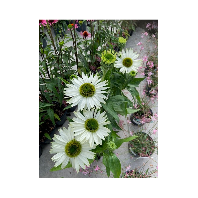 rudbeckia blanche - echinacea green jewel