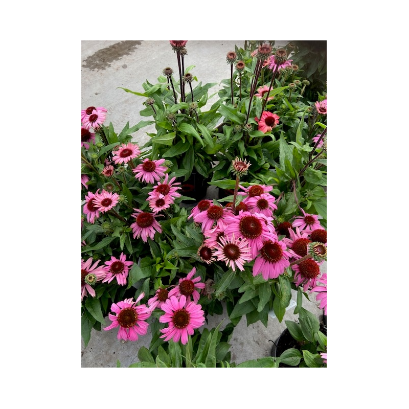 rudbeckia rose - echinacea pourpre sunseekers rudbeckia rose - echinacea pourpre sunseekers