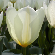 tulipe blanche fosteriana purissima hauteur 45 cm