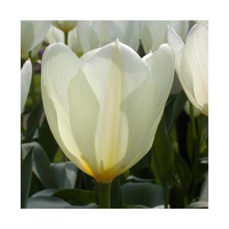 tulipe blanche fosteriana purissima hauteur 45 cm