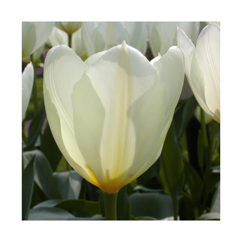 tulipe blanche fosteriana purissima hauteur 45 cm tulipe blanche fosteriana purissima hauteur 45 cm