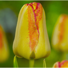 tulipe simple hâtive cape Town jaune et rouge