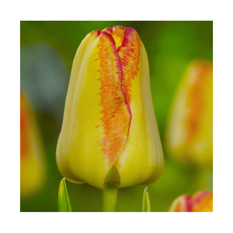tulipe simple hâtive cape Town jaune et rouge