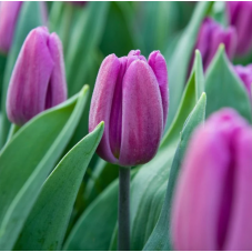 tulipe mauve purple flag