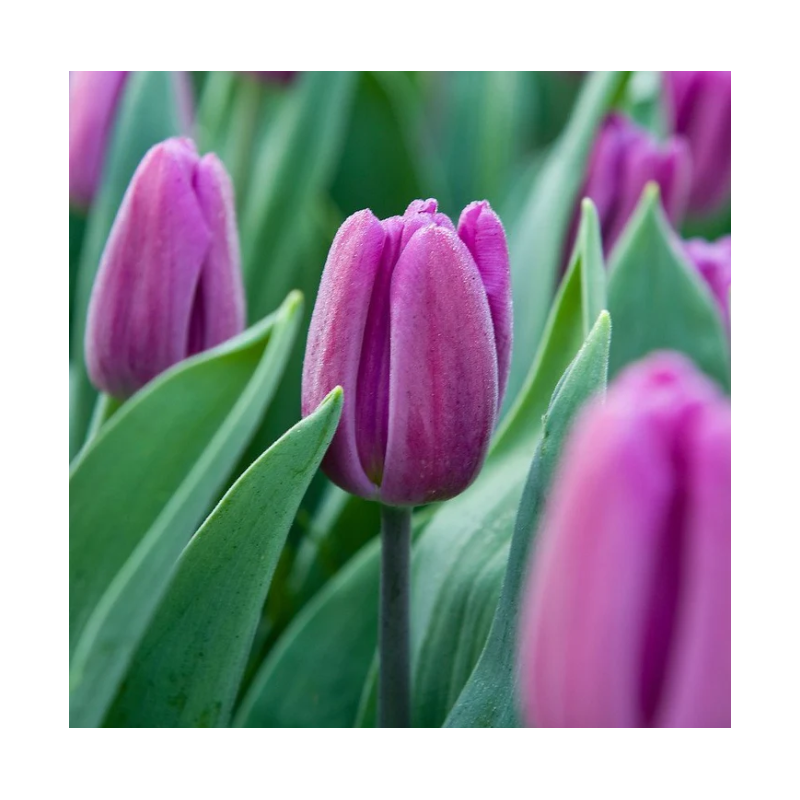 tulipe mauve purple flag